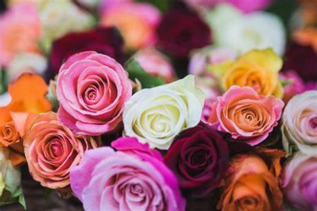 bouquet de roses colorées